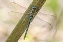 Aeshna affinis (Blue-eyed Hawker) male-Album-4.jpg